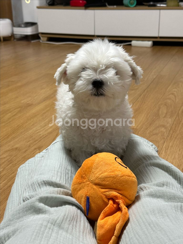 강아지 장난감--0