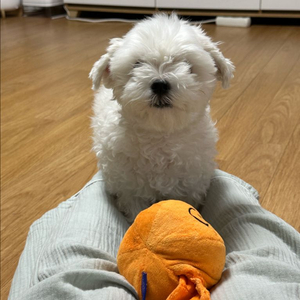 강아지 장난감