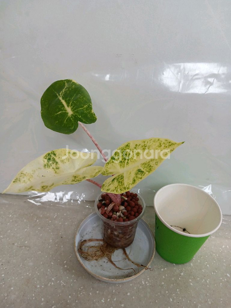뉴기니골드 알로카시아 바리에가타--0