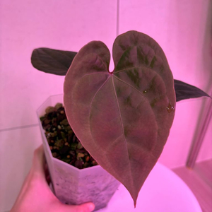 안스리움 다크피닉스*럭셔리