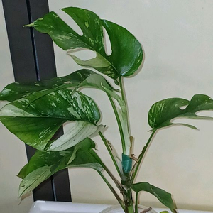 화이트 민트 히메 몬스테라