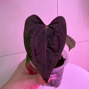안스리움 레드스파이더*RVDP