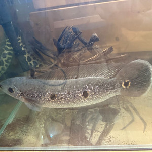 블루헤드스네이크 3자 광폭 어항 포함