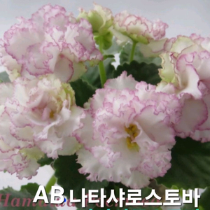 AB나스타샤로스토바포함 5종 미니바이올렛 분양