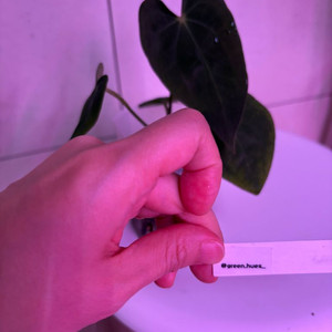 안스리움 에오스다크폼+파필*포게티다크폼(그린휴)