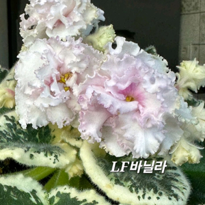 LF바닐라포함 러시아바이올렛 6종 일괄분양