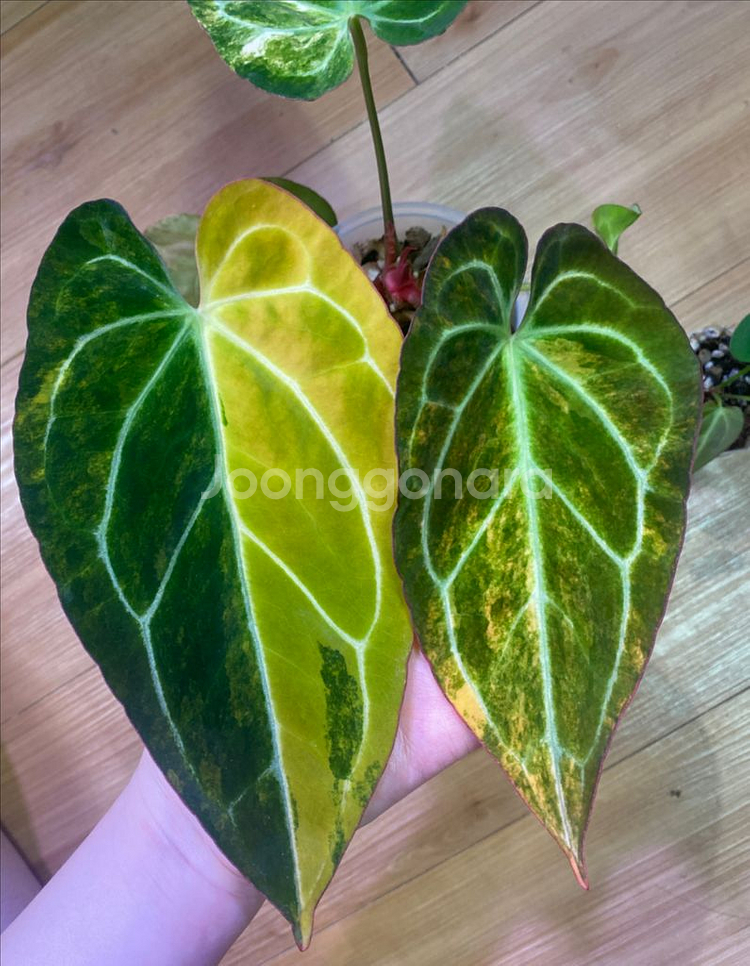 안스리움 바리에가타--5