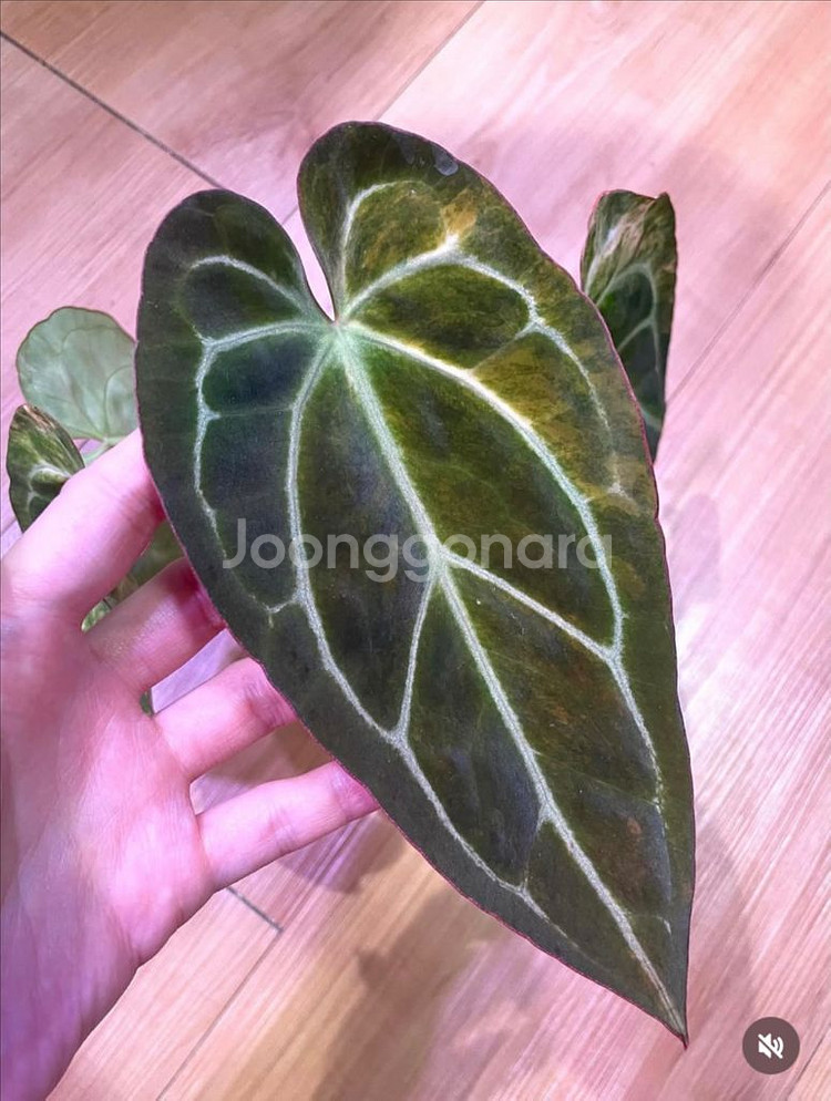 안스리움 바리에가타--7