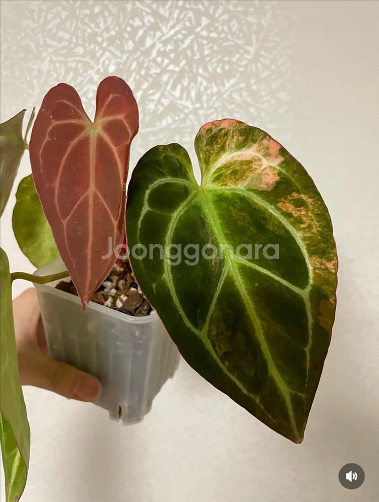 안스리움 바리에가타--8