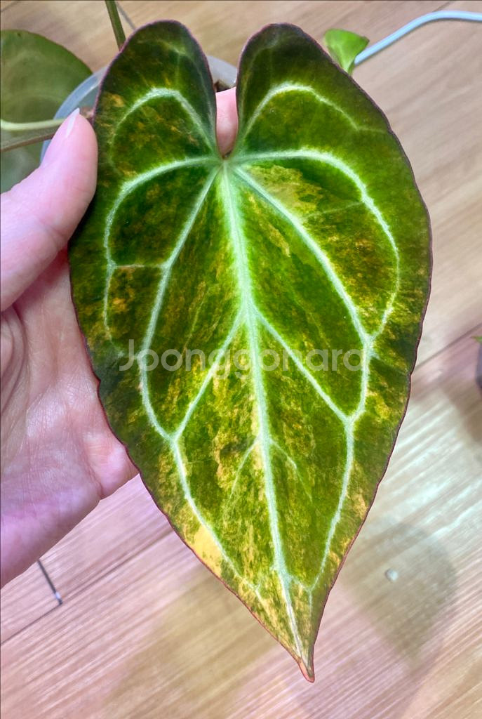 안스리움 바리에가타--6