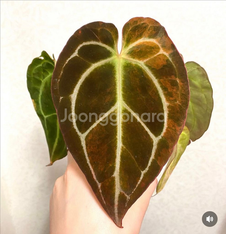 안스리움 바리에가타--9