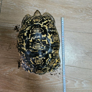 레오파드 육지거북 + 5자 사육장