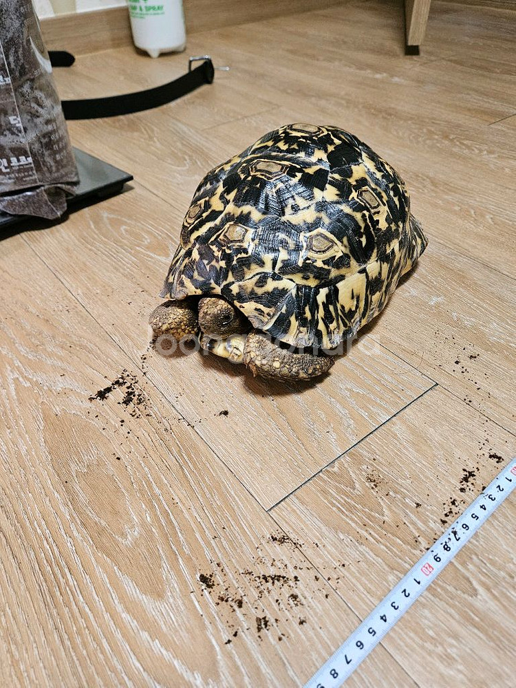 레오파드 육지거북 + 5자 사육장--3