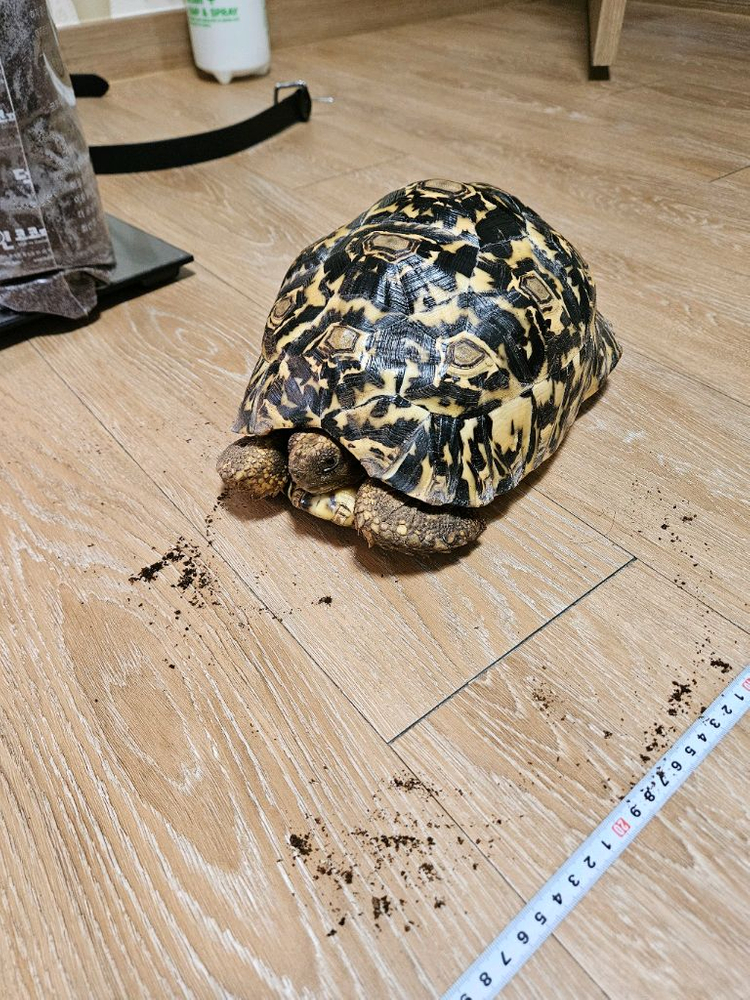 레오파드 육지거북 + 5자 사육장--3