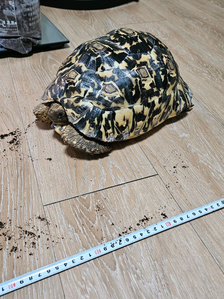 레오파드 육지거북 + 5자 사육장--2