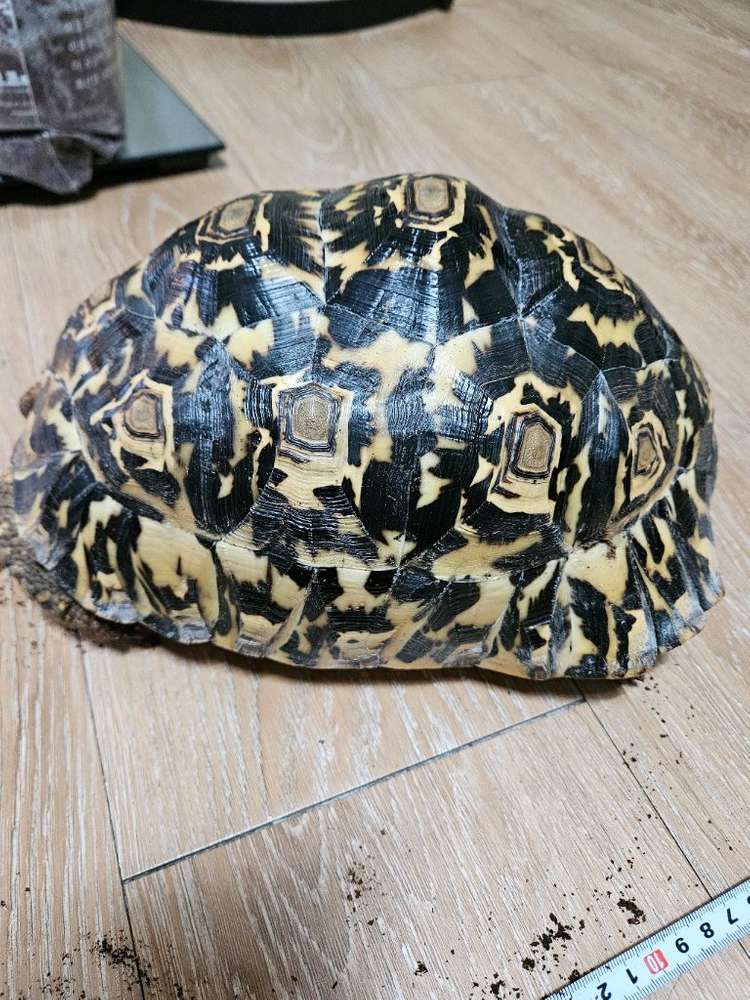 레오파드 육지거북 + 5자 사육장--1