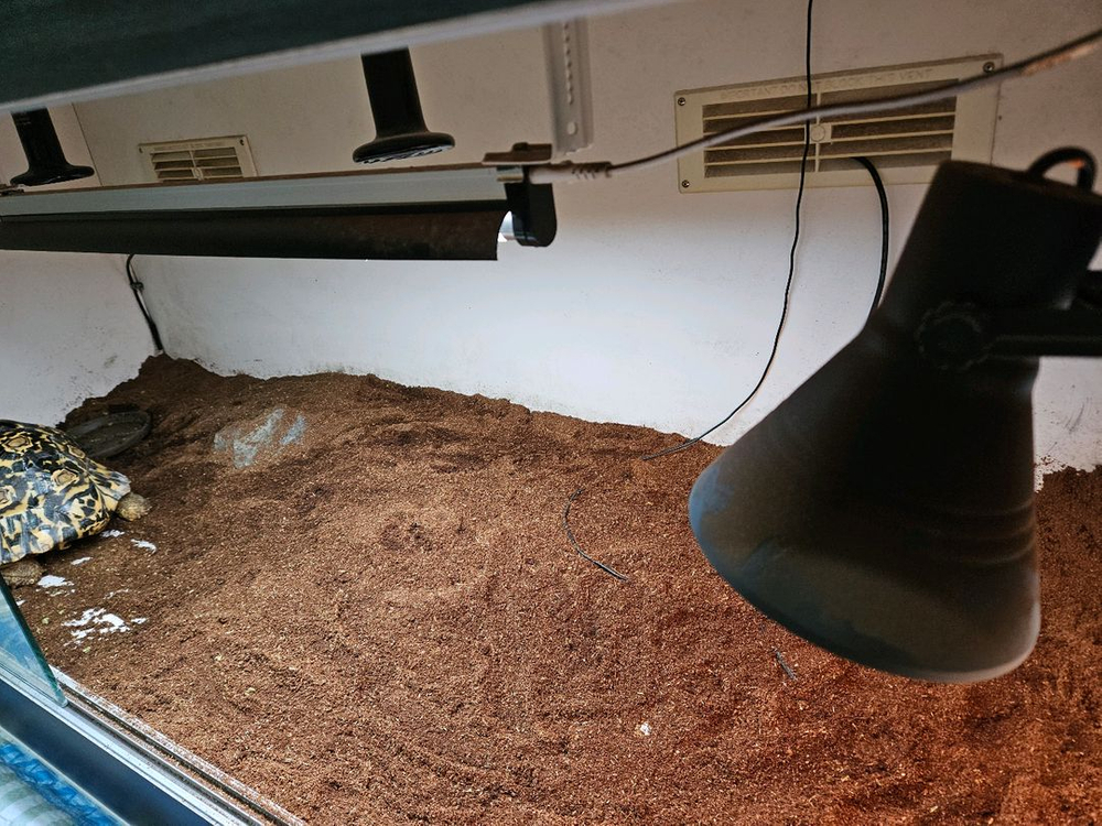 레오파드 육지거북 + 5자 사육장--5