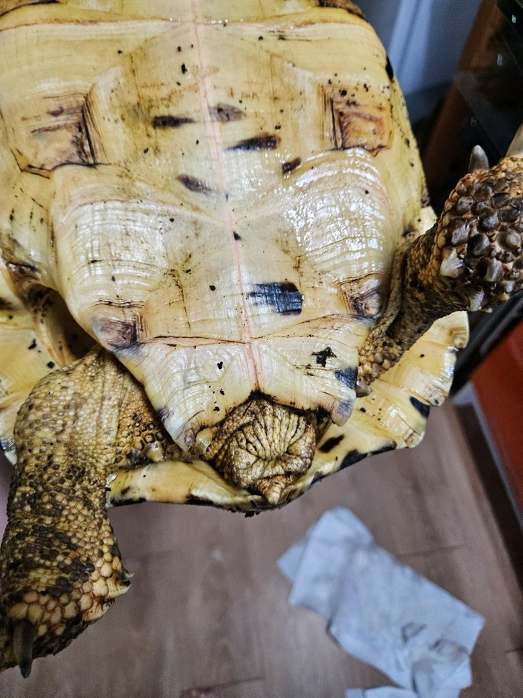 레오파드 육지거북 + 5자 사육장--6