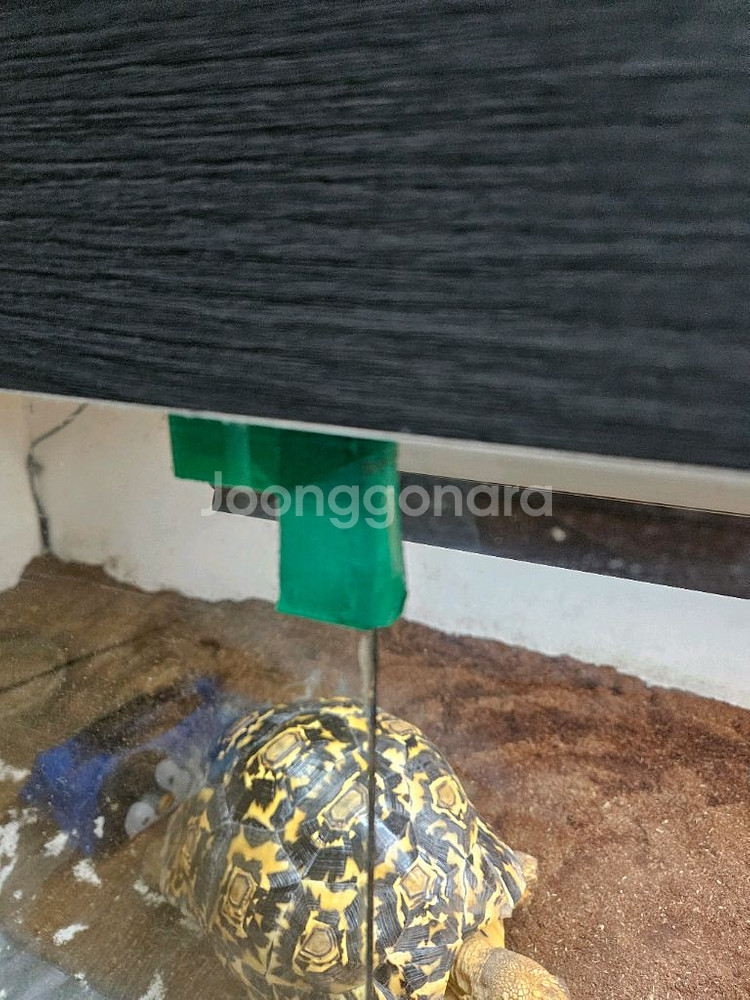 레오파드 육지거북 + 5자 사육장--4