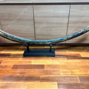 천연 리얼 맘모스 상아 뿔