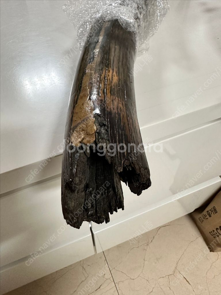 천연 리얼 맘모스 상아 뿔--1