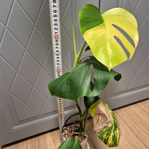 옐로우 몬스테라