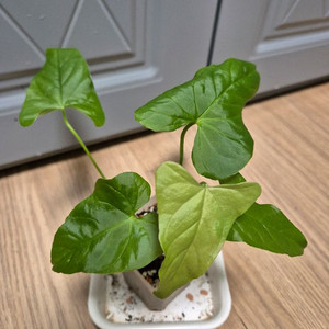 안스리움 발라오아넘