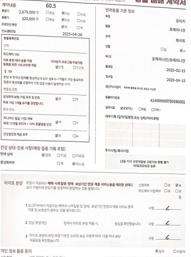 잠실 도그마루)강아지 분양권 팝니다(25%할인)--0