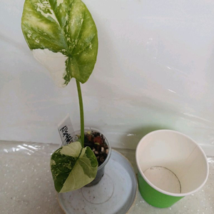 알로카시아 시누아타 바리에가타. 에피스시아 덤