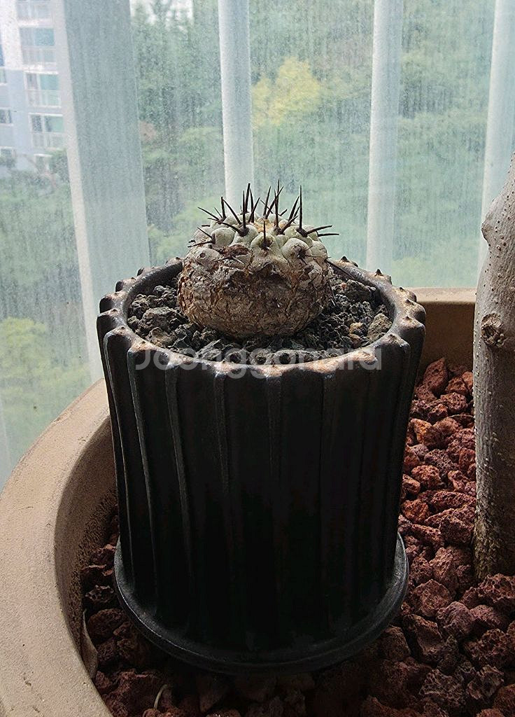 [식물/선인장] 고룡환(야생) 판매합니다.--0