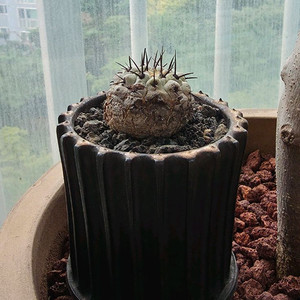 [식물/선인장] 고룡환(야생) 판매합니다.