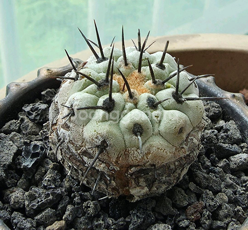 [식물/선인장] 고룡환(야생) 판매합니다.--1