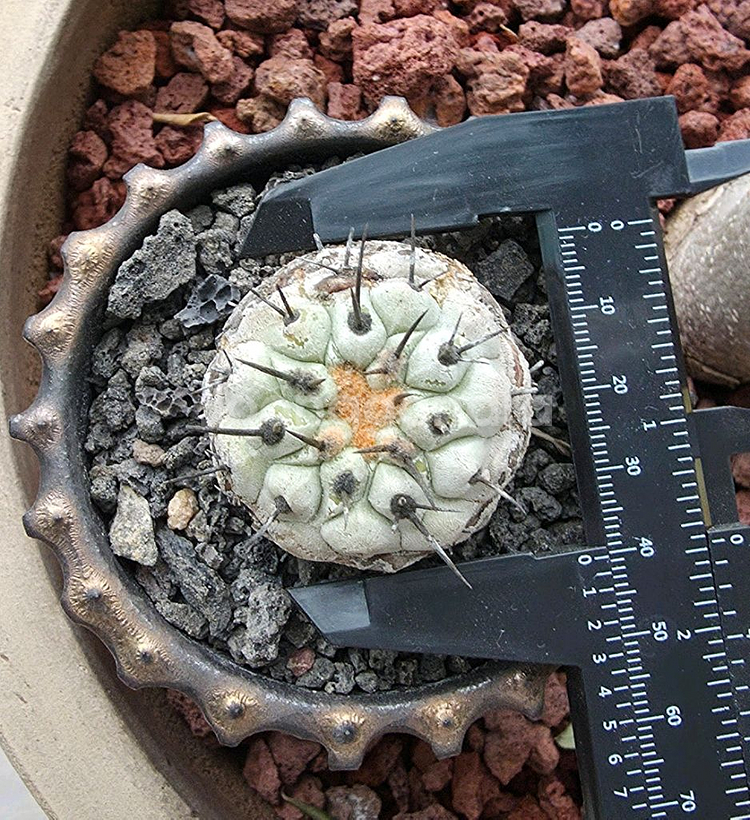 [식물/선인장] 고룡환(야생) 판매합니다.--4