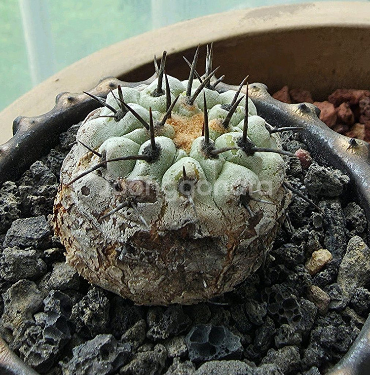 [식물/선인장] 고룡환(야생) 판매합니다.--2