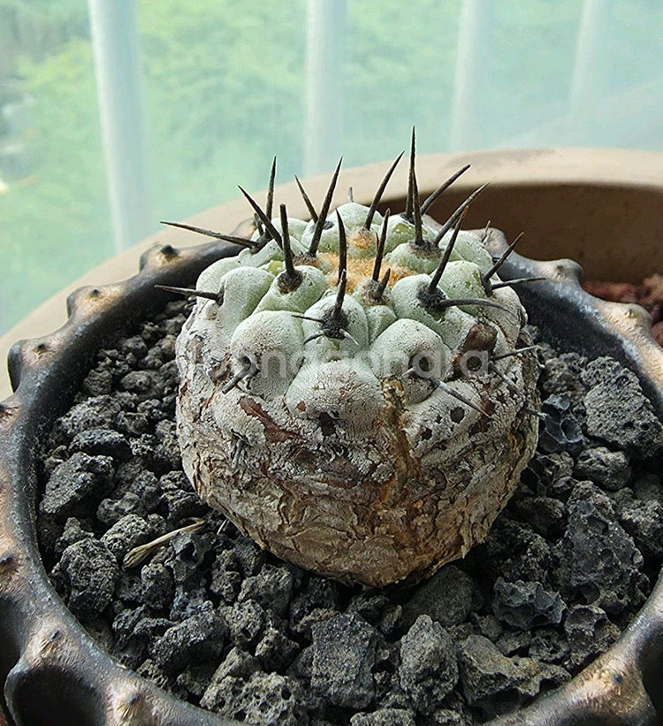 [식물/선인장] 고룡환(야생) 판매합니다.--3