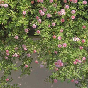 스벅, 메가커피 아메, 까페라떼 판매합니다.