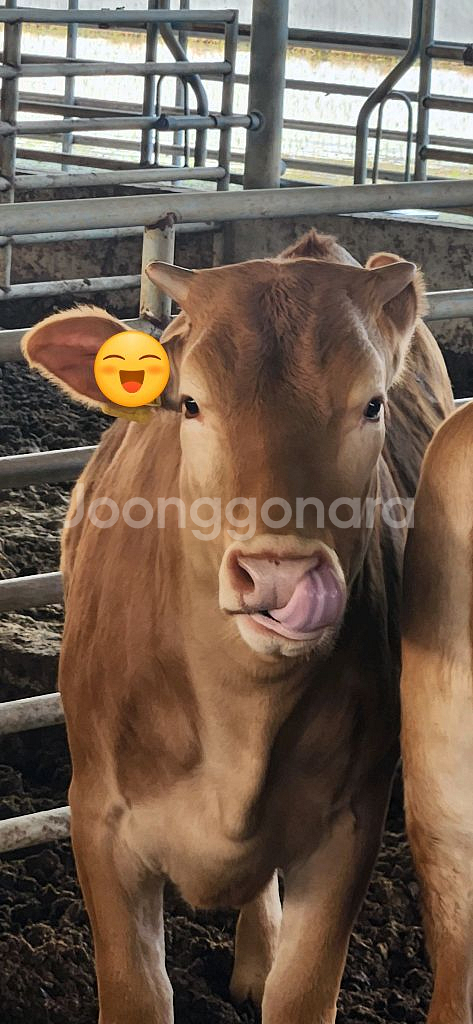 한우정액 kpn 1416 팝니다--0