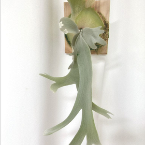 박쥐란 윌링키 제로