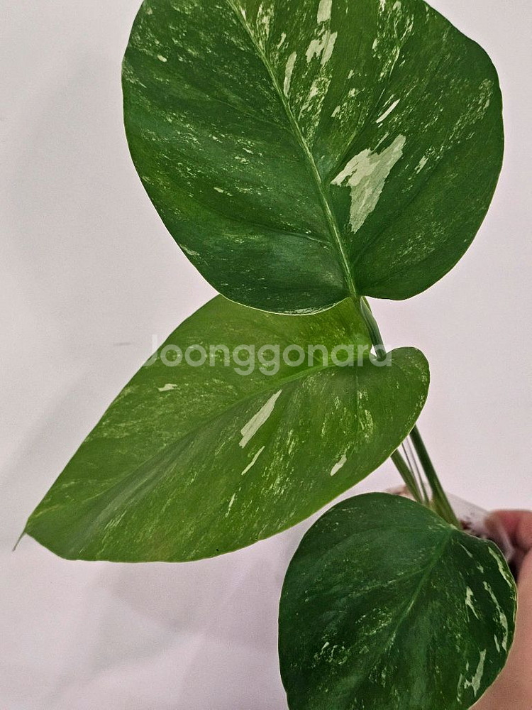 보르시지아나 알보몬스테라--0