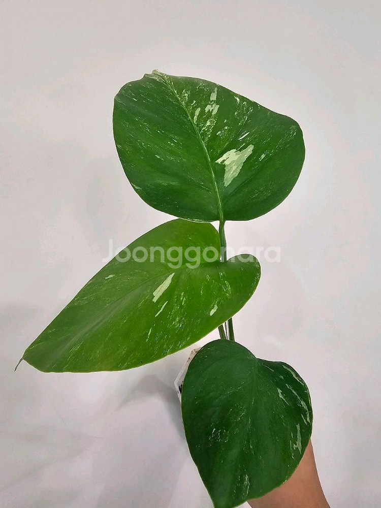 보르시지아나 알보몬스테라--7