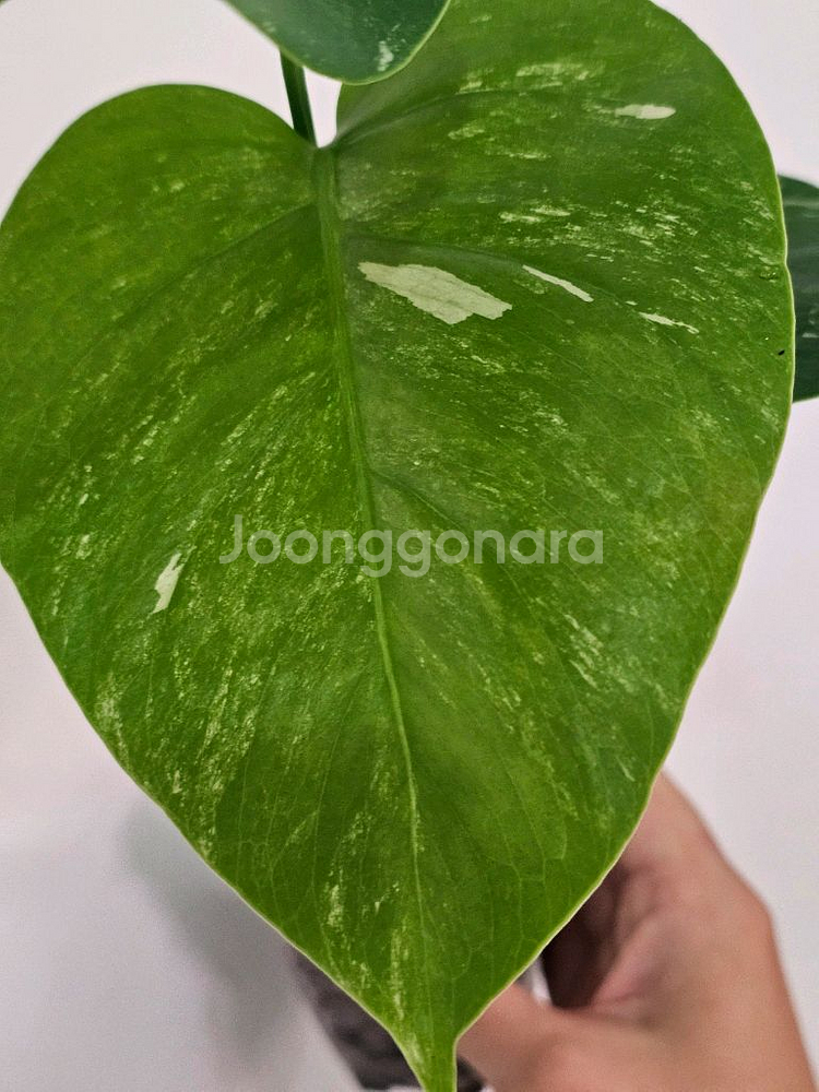 보르시지아나 알보몬스테라--6