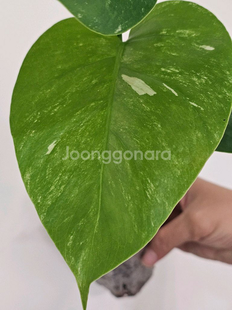 보르시지아나 알보몬스테라--3