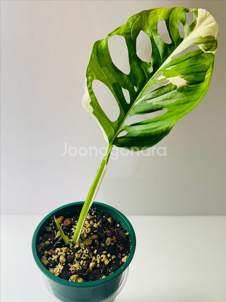 무늬 아단소니--0