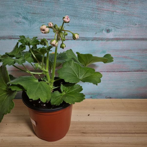 판페이 중국제라늄 택포