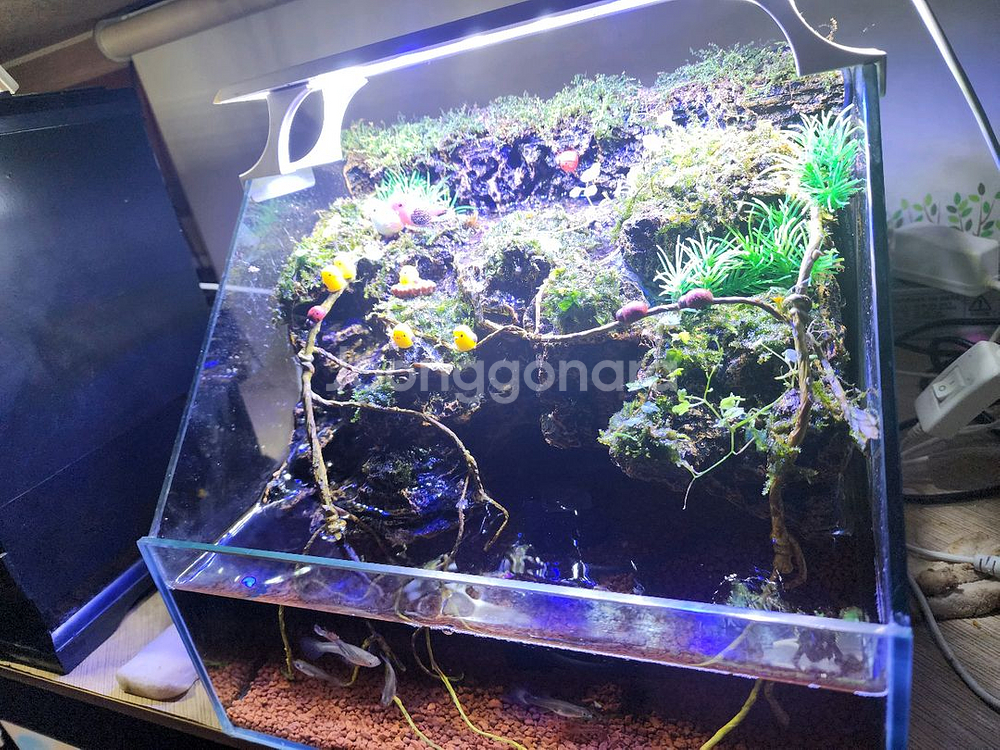 종달새 동지 팔루다리움 어항--2