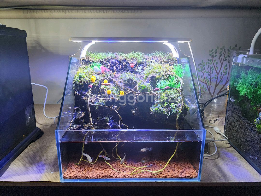 종달새 동지 팔루다리움 어항--4