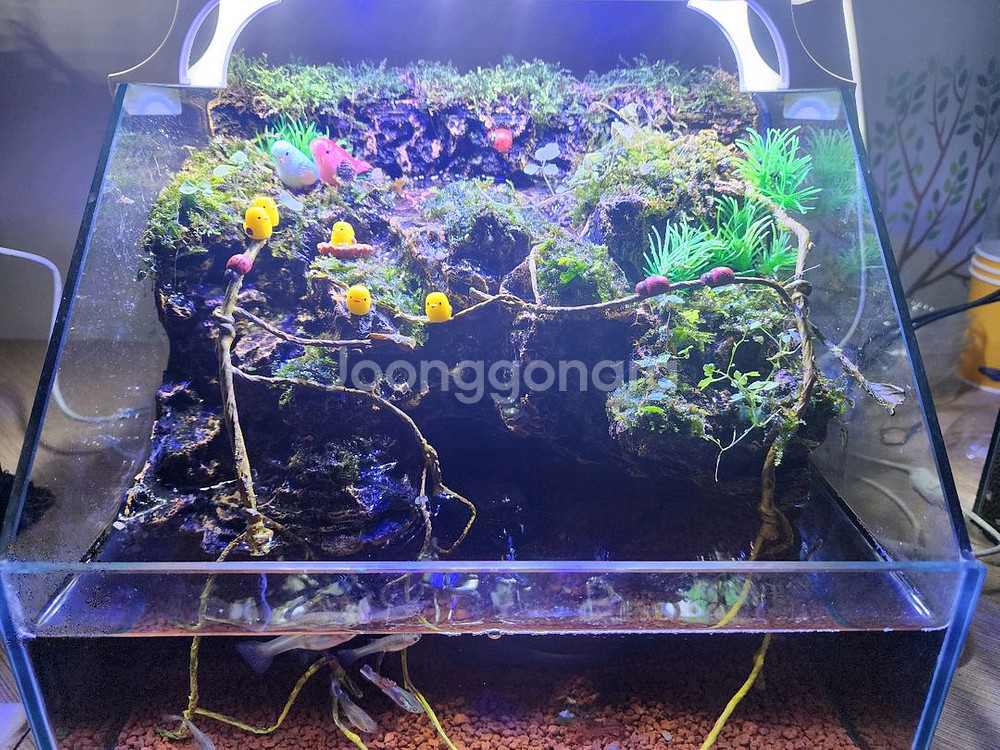 종달새 동지 팔루다리움 어항--0