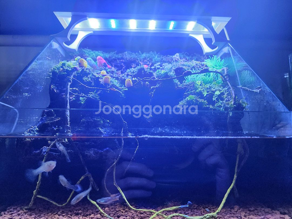 종달새 동지 팔루다리움 어항--1