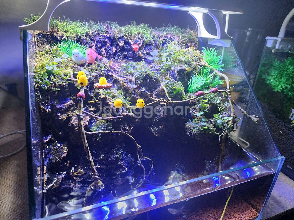 종달새 동지 팔루다리움 어항--3