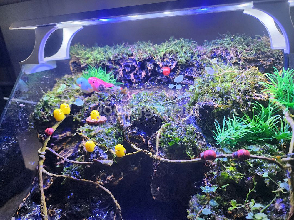 종달새 동지 팔루다리움 어항--5